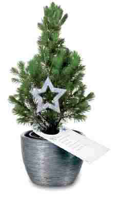 160 solcher kleine Weihnachtsbäume haben wir an unsere Kunden geschickt. Wer wird wohl im nächsten Jahr den größten haben?